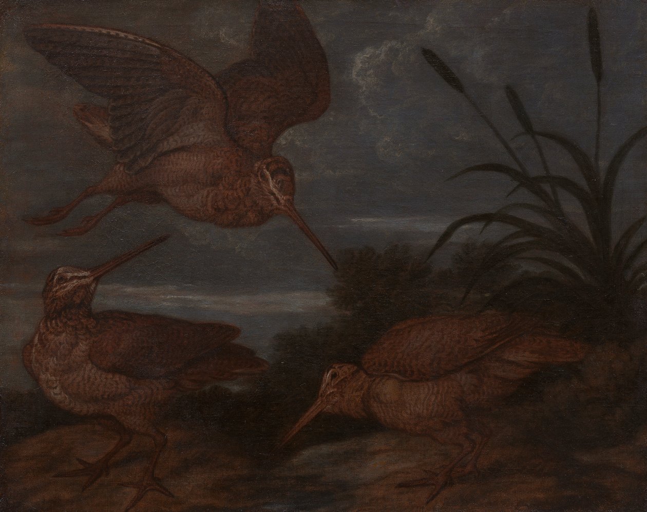 Woodcock i skumringen av Francis Barlow