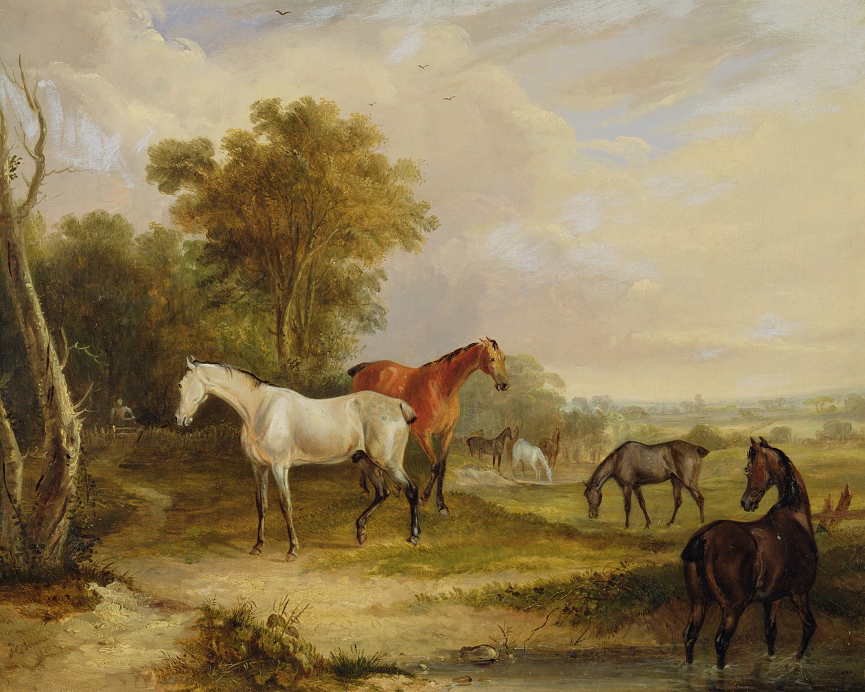 Horses Grazing: A Grey Stallion beiter med Mares in a Meadow (olje på lerret) av Francis Calcraft Turner
