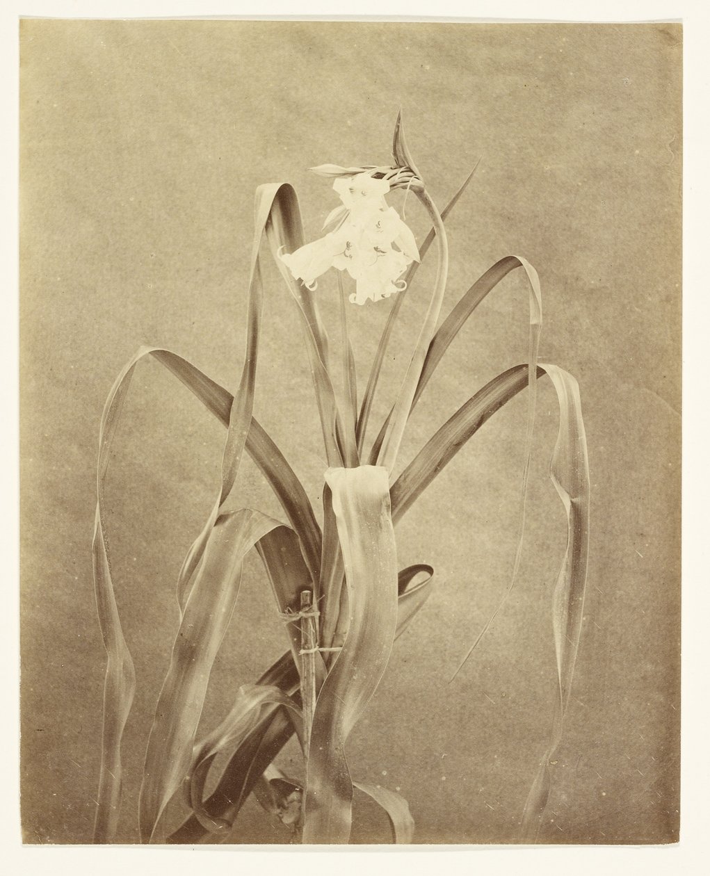  av Francis Edmond Currey