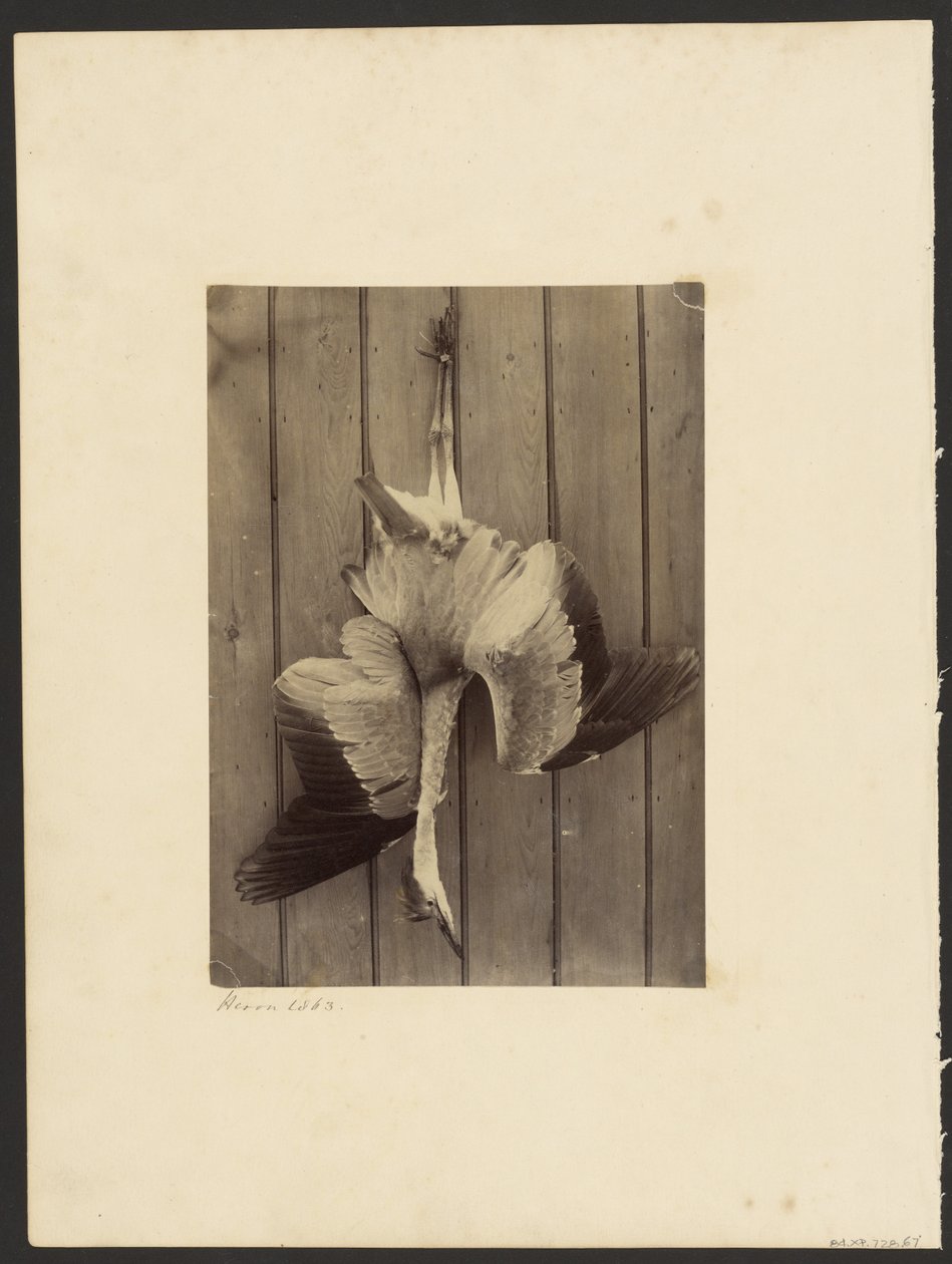  av Francis Edmond Currey