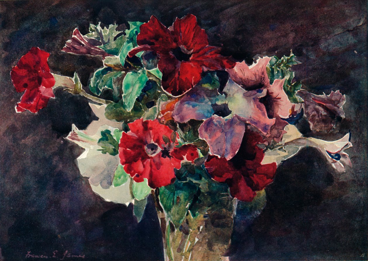 Petunia, c1869-1906, 1906 av Francis Edward James