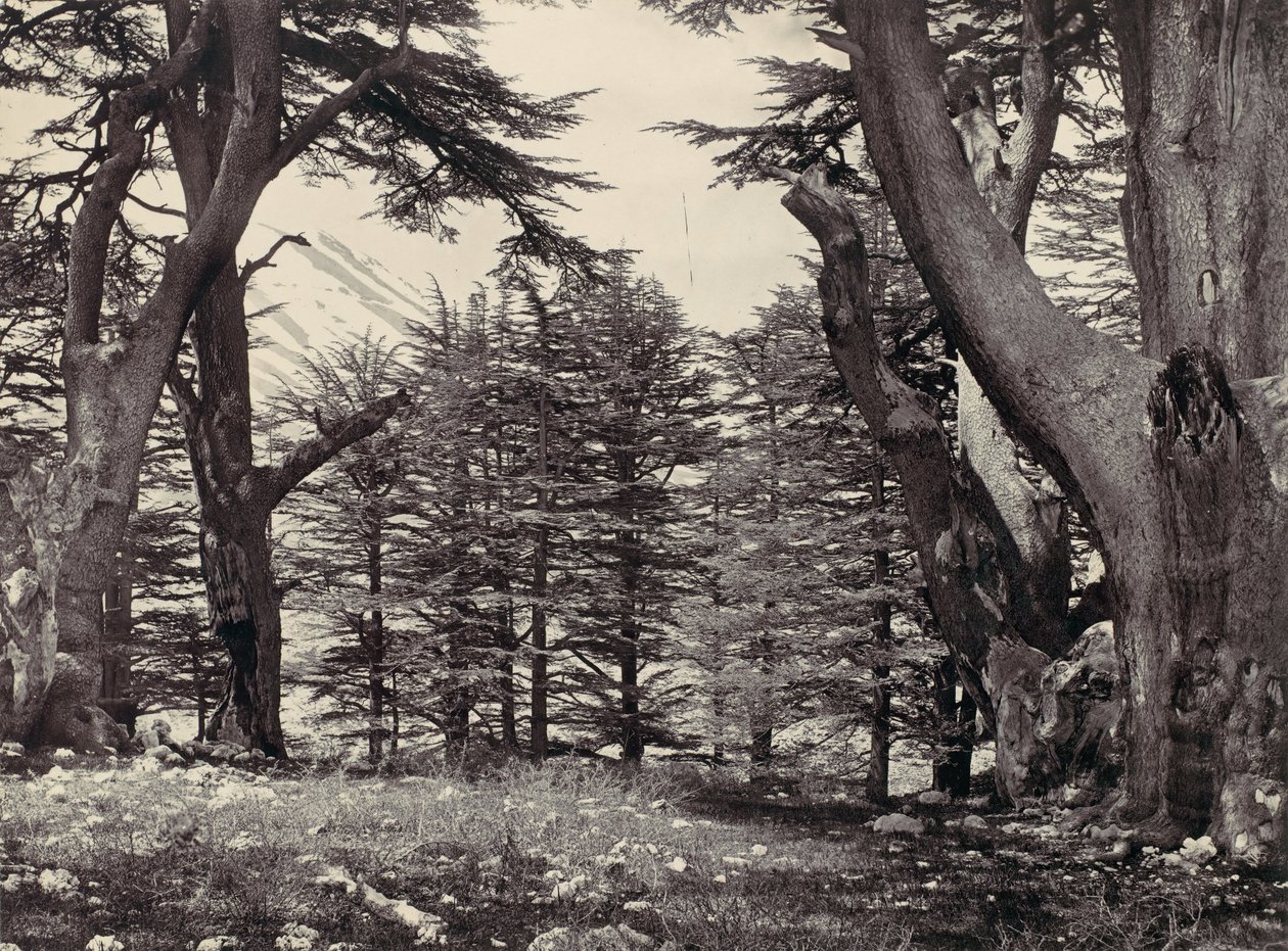 Cedars of Libanon, ca. 1857. av Francis Frith