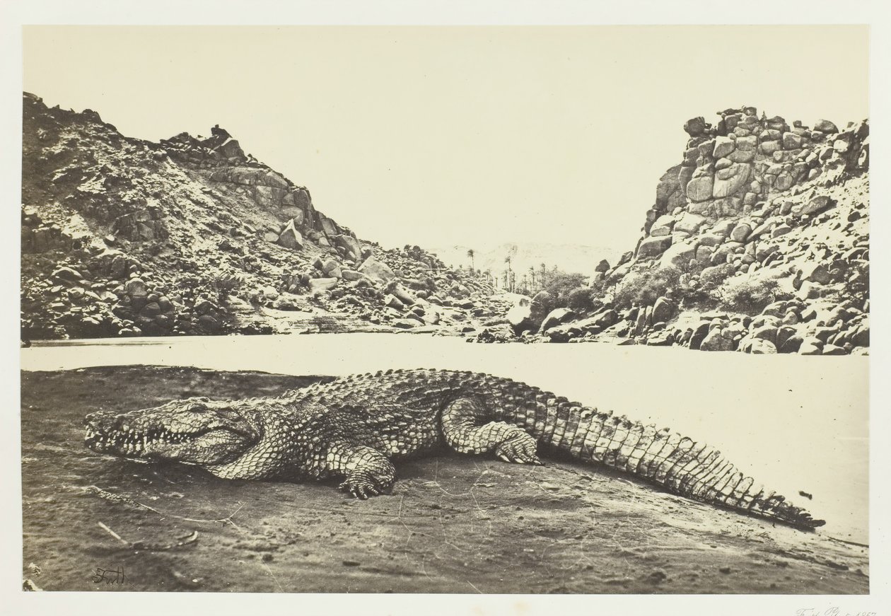 Krokodille på en sandbanke, 1857. av Francis Frith