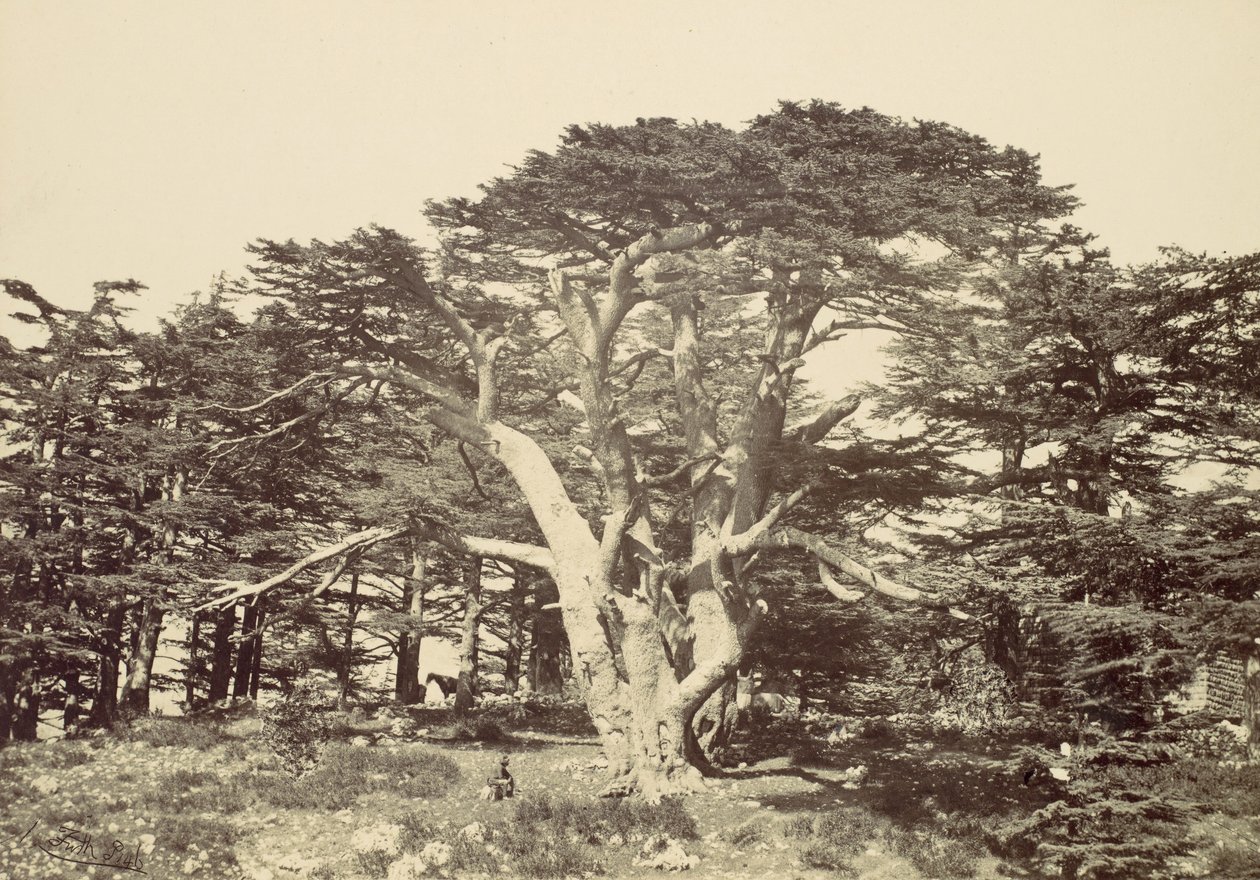 Den største av sedertrene, Mount Libanon, 1857. av Francis Frith