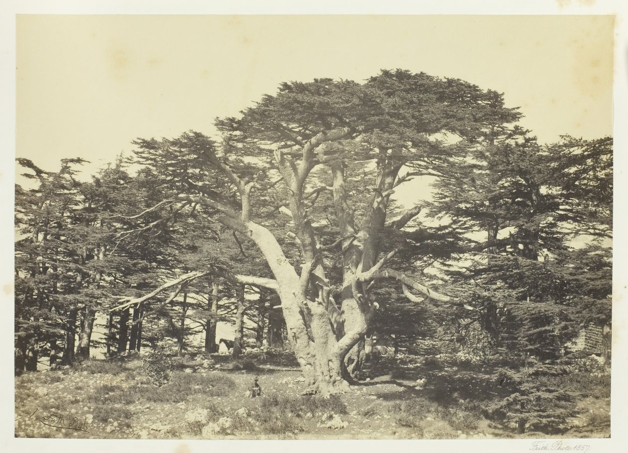 Den største av sedertrene, Mount Libanon, 1857. av Francis Frith
