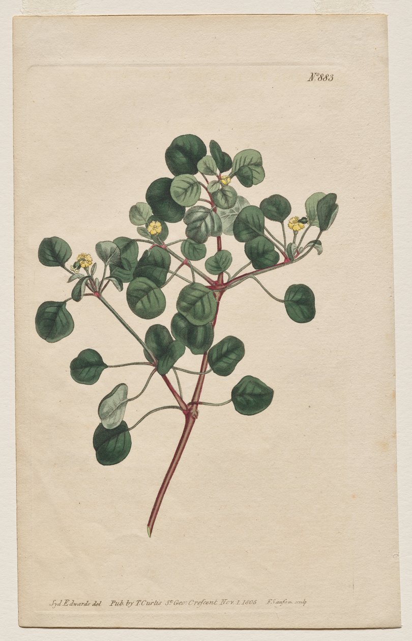 Det botaniske magasinet eller blomsterhagen vist: Plate 883, Euphorbia Petiolaris. Langforfulgt Spurge av Francis Sansom