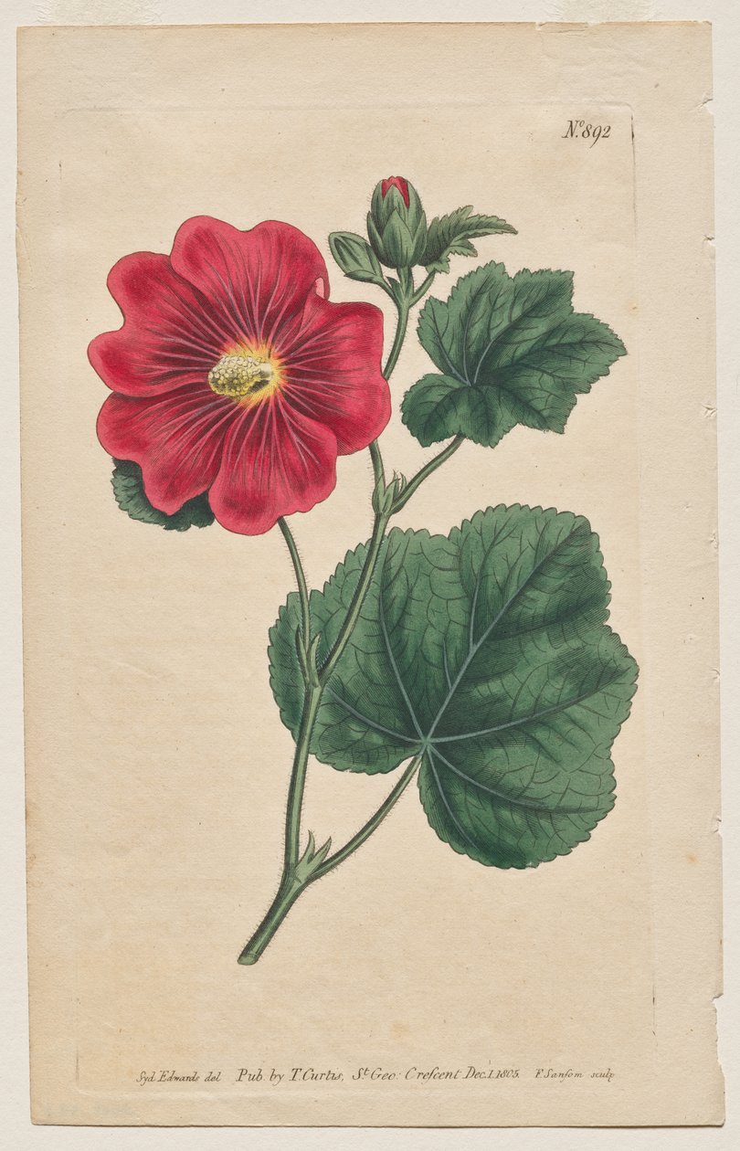 Det botaniske magasinet eller blomsterhagen vist: Plate 892, Althaea Flexuosa. Seringapatam A Stokrose . [Althea rosea] av Francis Sansom