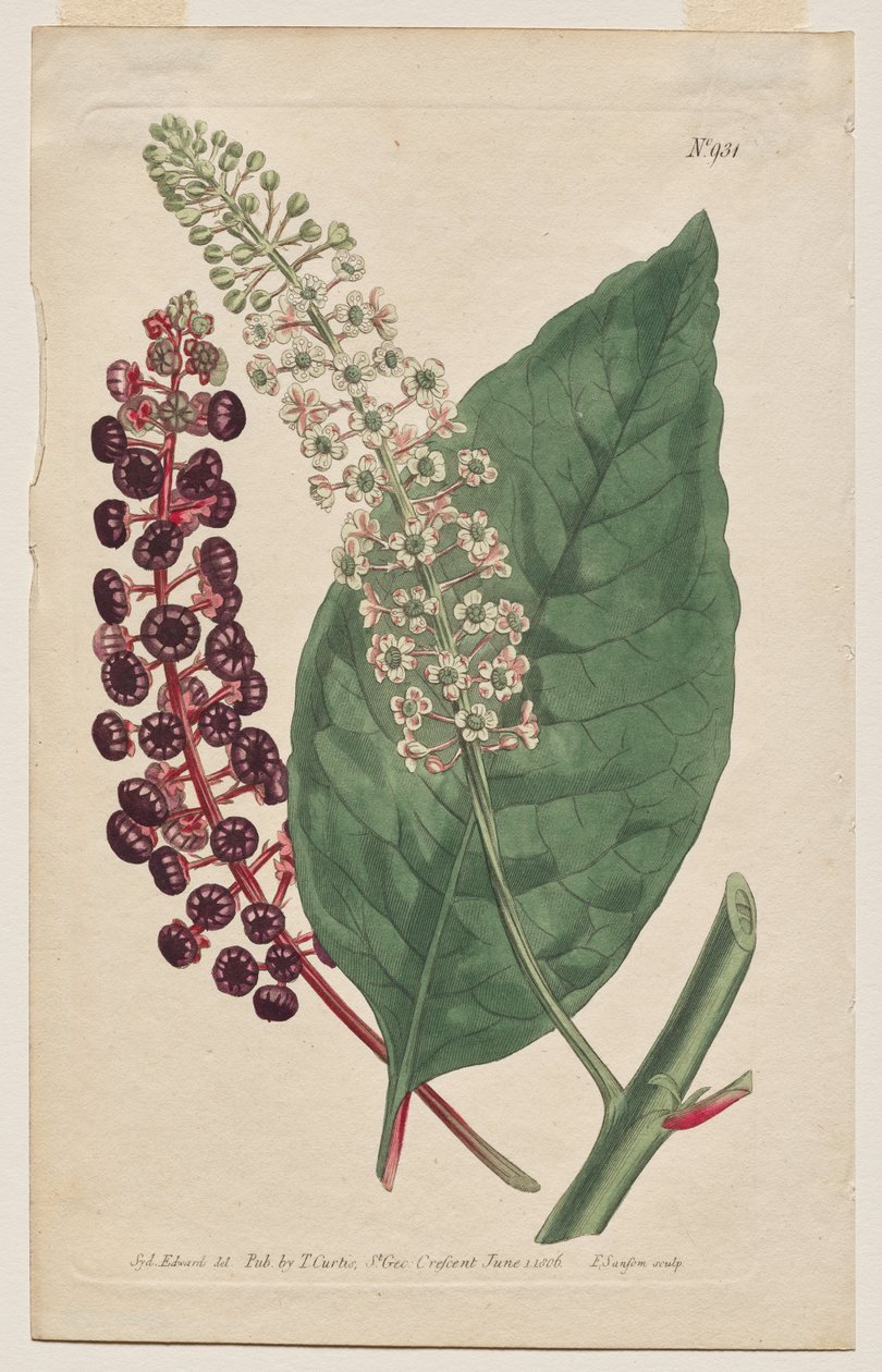 Det botaniske magasinet eller blomsterhagen vist: Plate 931, Phytolacca Decandra. Virginian Poke. [Phytolaca Americana] av Francis Sansom