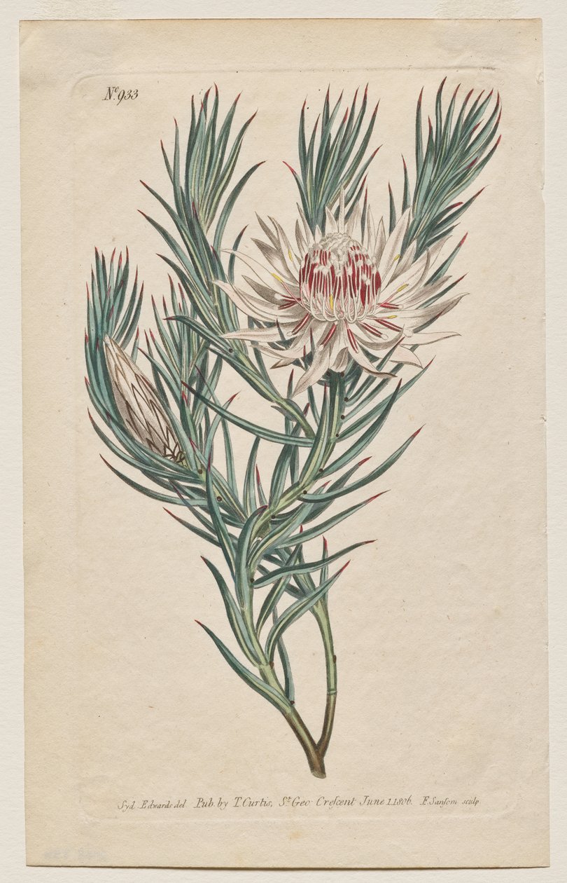 Det botaniske magasinet eller blomsterhagen vist: Plate 933, Protea mucronifolia. Dolk-Leaved Protea. [Protea odorata] av Francis Sansom