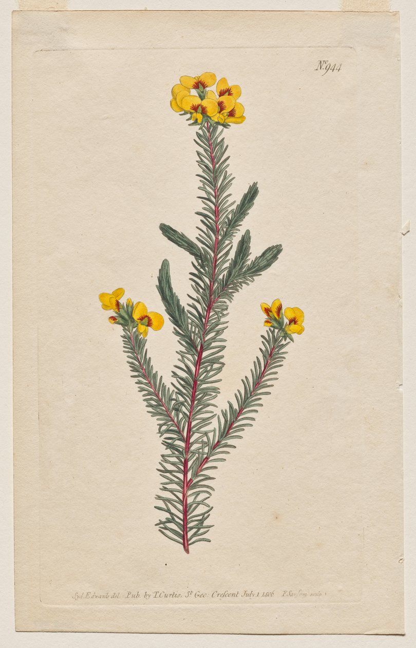 The Botanical Magazine eller Flower Garden vist: Plate 944, Dillwynia glaberrima. Glattbladet Dillwynnia. [Dillwynia ericifolia gaberrima] av Francis Sansom