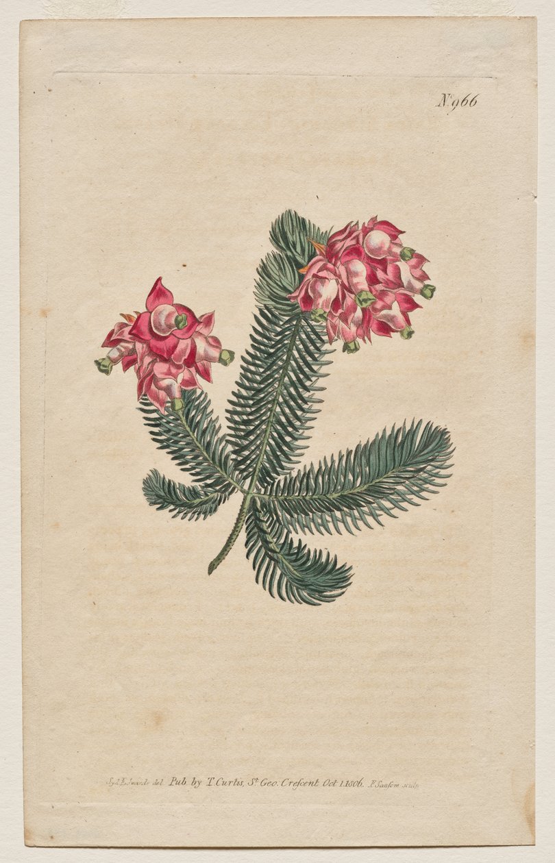 Det botaniske magasinet eller blomsterhagen vist: Plate 966, Erica Elegans. Elegant Heath [Erica glauca] av Francis Sansom