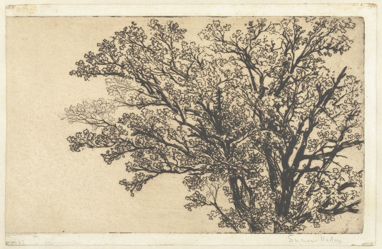 Krone av et tre Det tidligste treet av Francis Seymour Haden (Sir) (signed by artist)