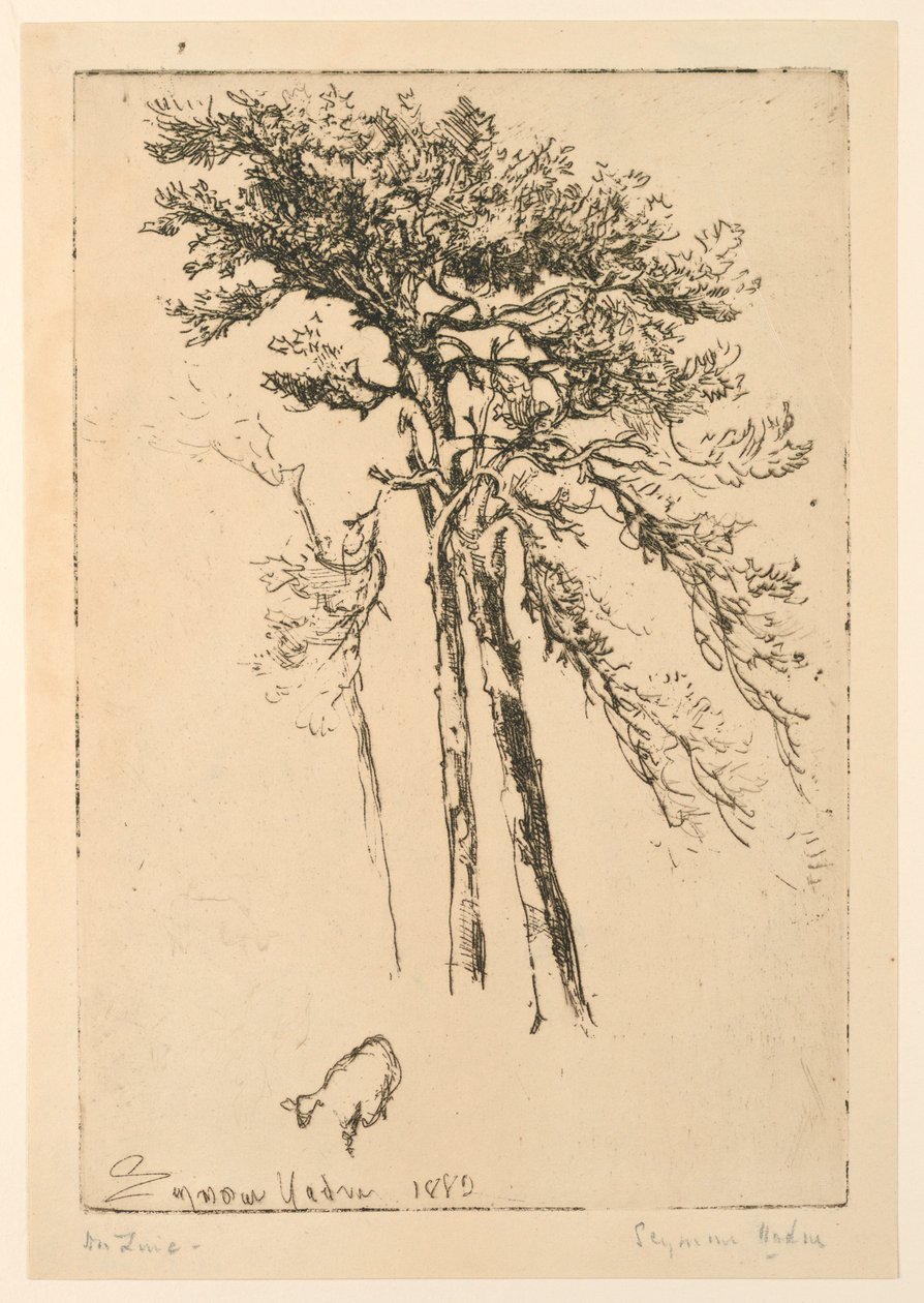 Scotch Gran av Francis Seymour Haden