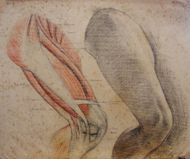 Anatomisk studie og levende modell av Francisco Bayardo