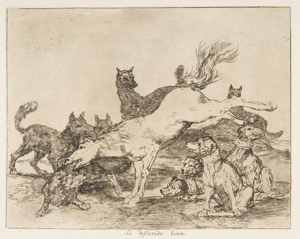 Plate 78 fra 
