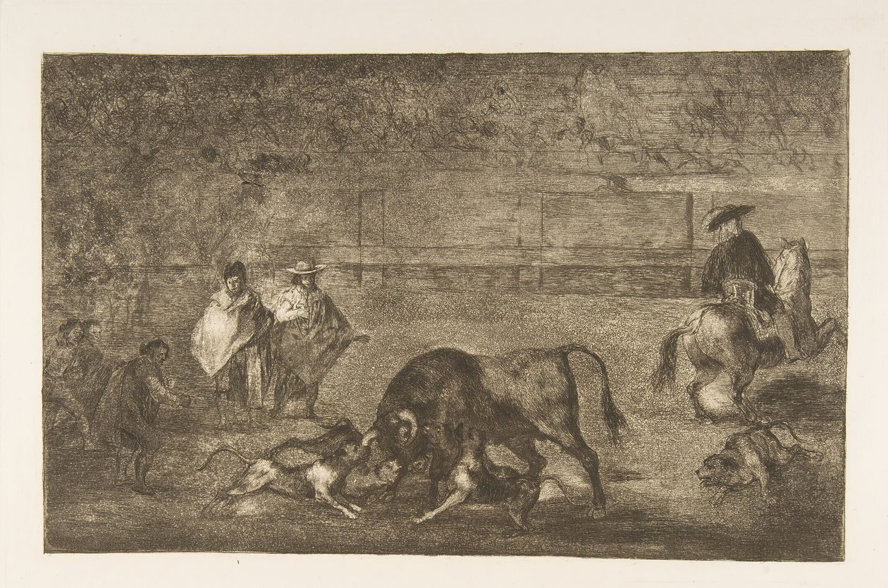 Plate C: Hundene slipper løs på oksen., ca. 1816. av Francisco de Goya
