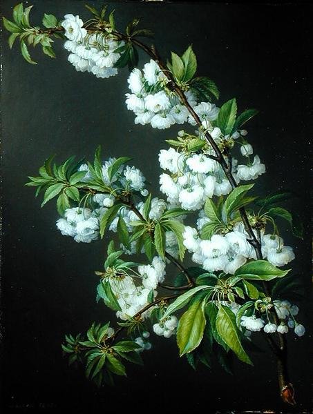 En kvist med hvit blomst (olje på lerret) av Francisco Lacoma