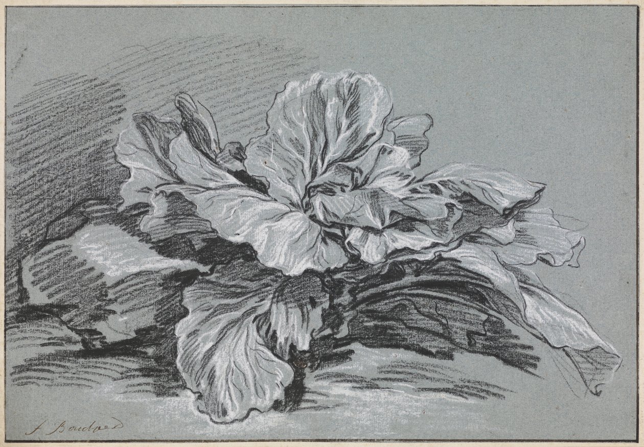 Studie av et kålhode av François Boucher