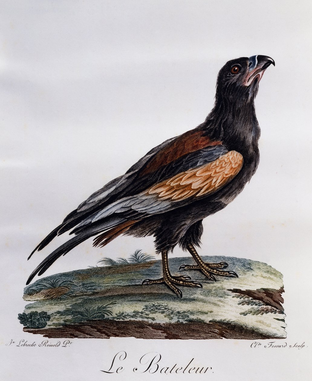 Voksen Bateleur (Terathopius ecaudatus), gravering fra Histoire Naturelle des Oiseaux d