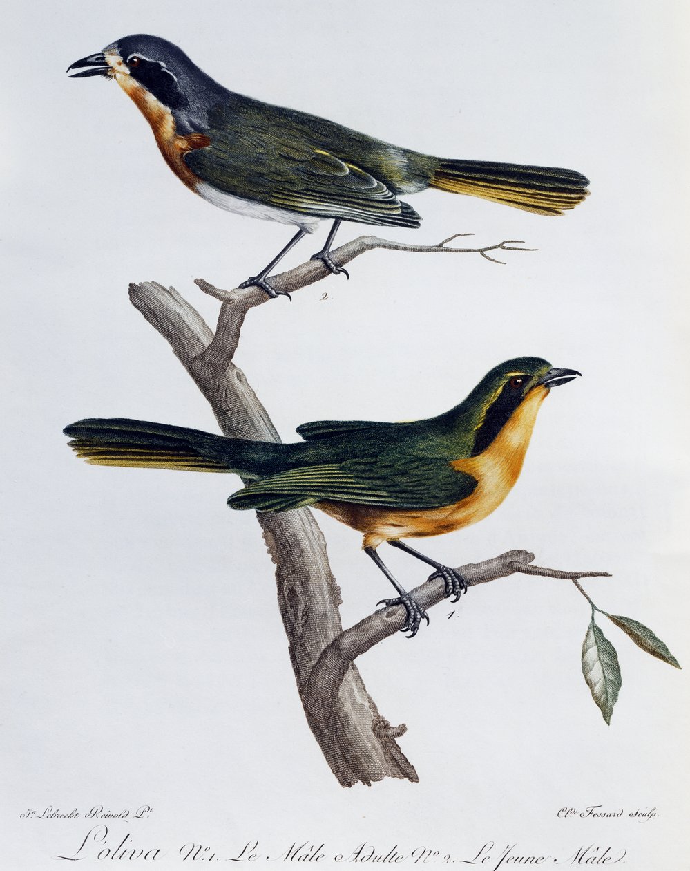 Voksen hann og ung av Olive Bushshrike (Telophorus olivaceus), gravering fra Histoire Naturelle des Oiseaux d'Afrique av Francois Le Vaillant