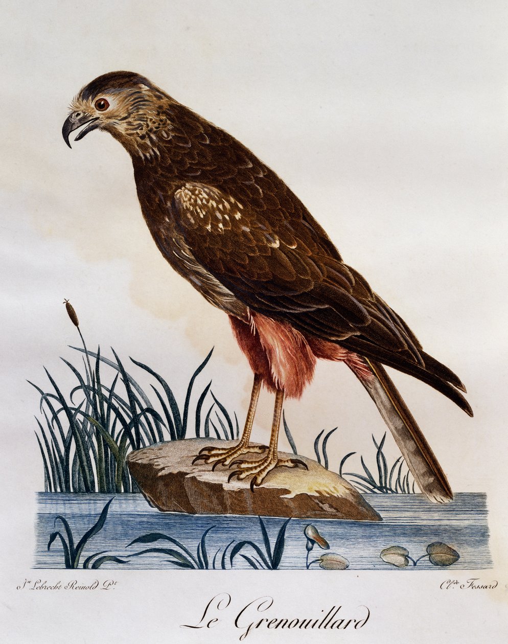 African Marsh Harrier (Circus ranivorus), gravering fra Natural History of African Birds av Francois Le Vaillant