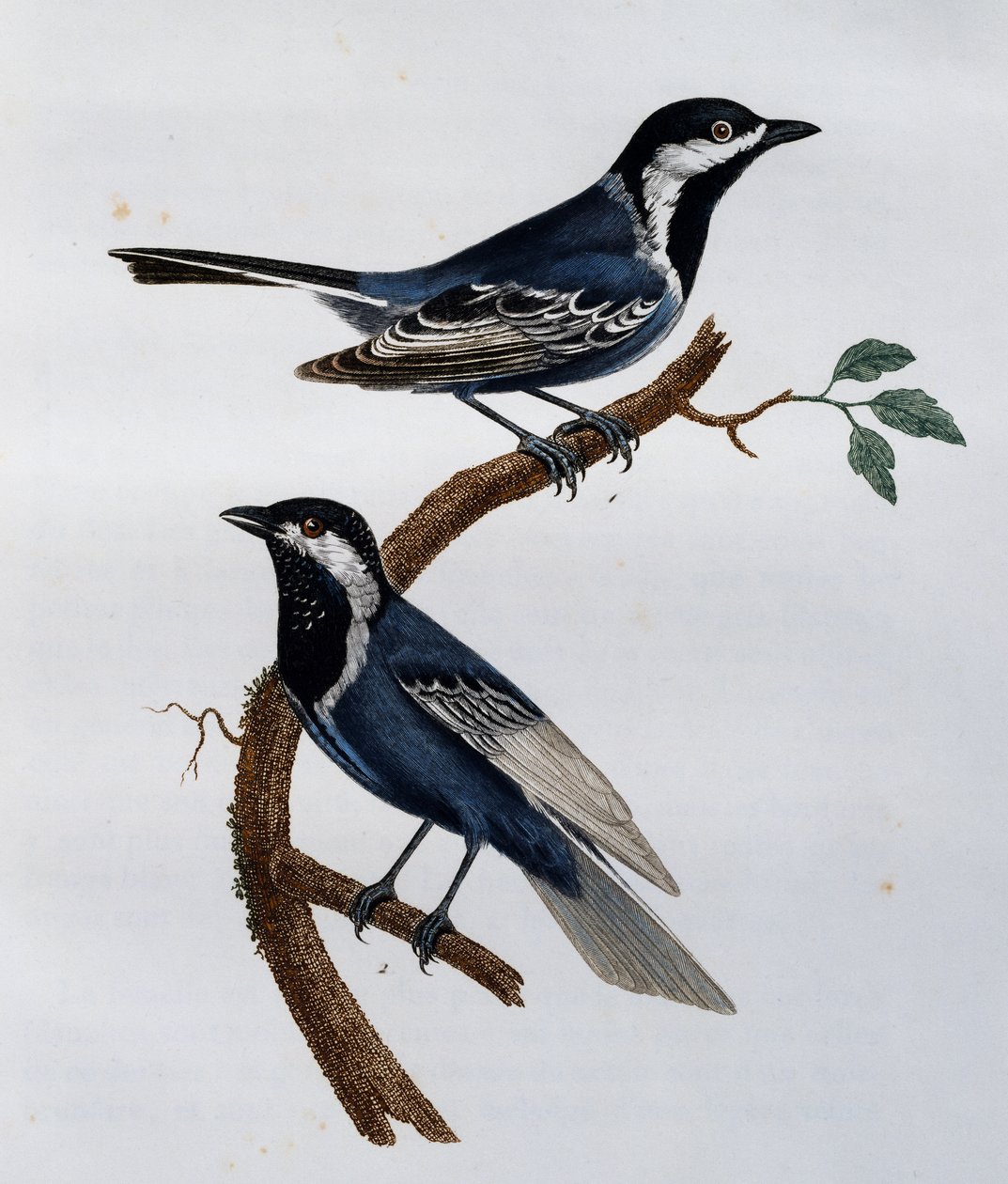Ashy Tit (Parus cinerascens), gravering fra Natural History of African Birds av Francois Le Vaillant