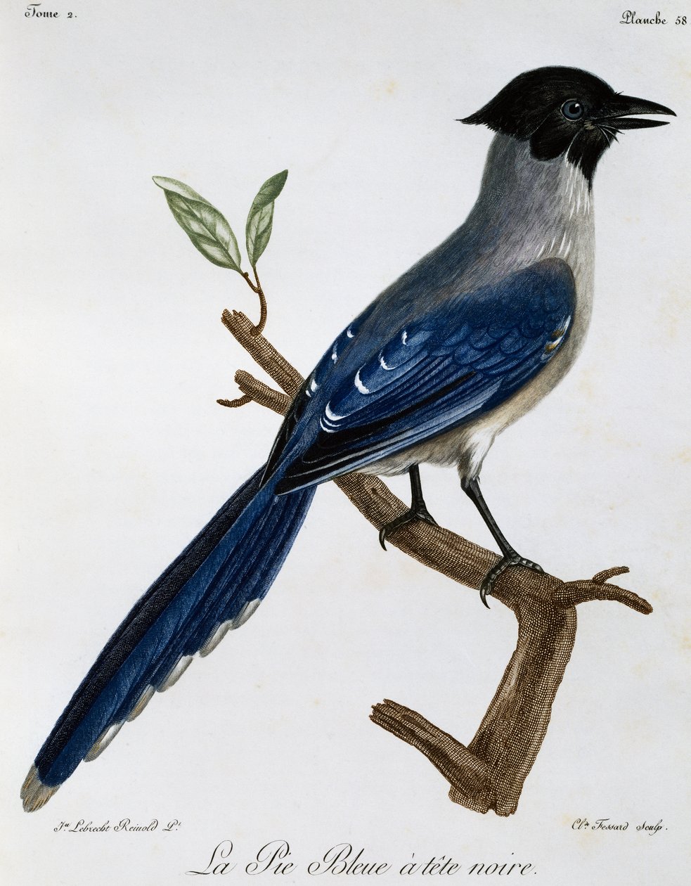 Azurvinget skjære (Cyanopica cyanus), gravering fra Natural History of African Birds av Francois Le Vaillant