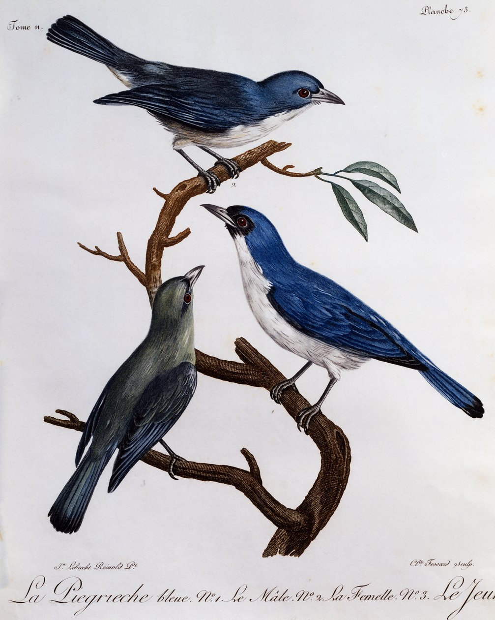 Blue Vanga (Cyanolanius madagascarinus), gravering fra Natural History of African Birds av Francois Le Vaillant