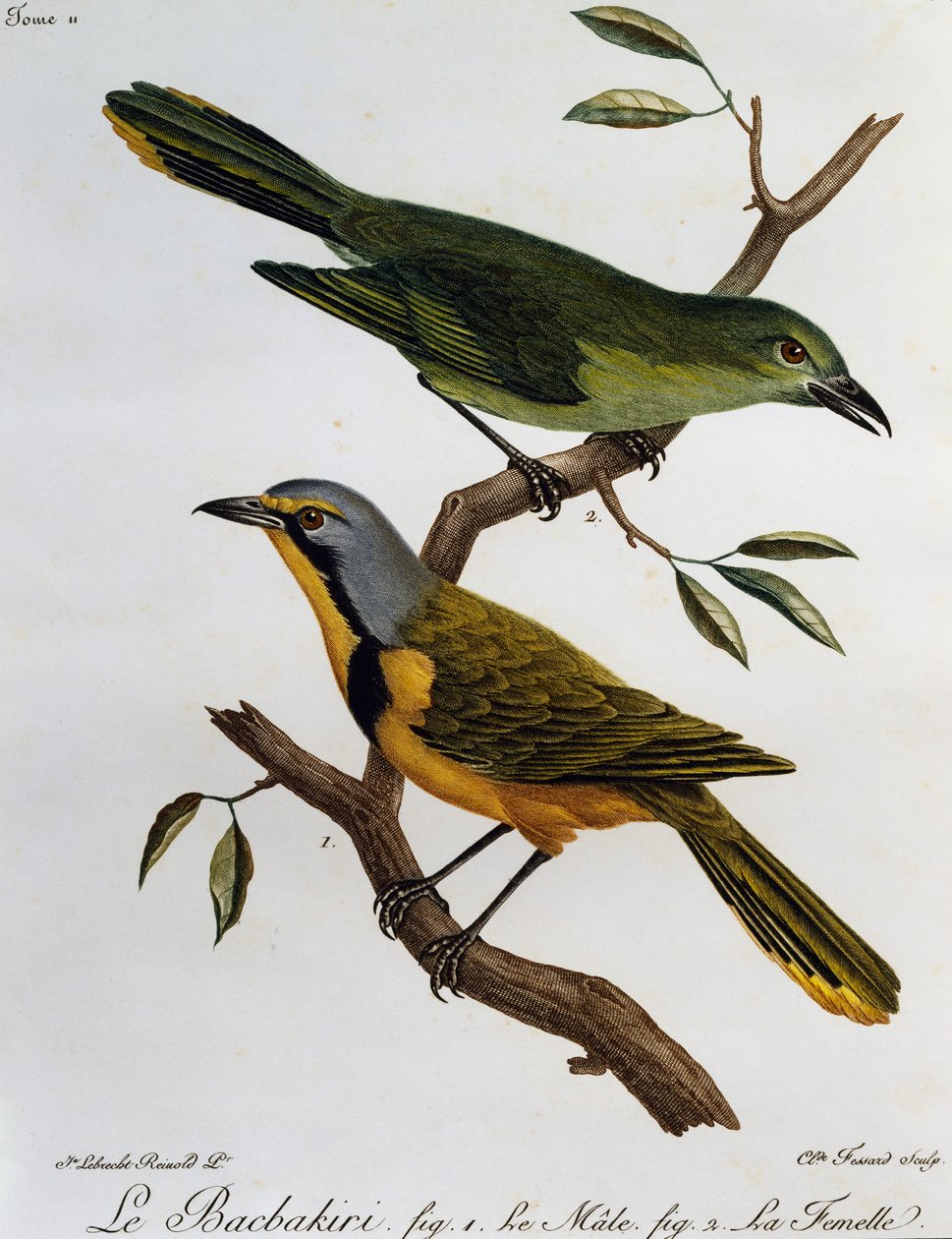 Bokmakierie Bushshrike (Telophorus zeylonus), gravering fra Natural History of African Birds av Francois Le Vaillant