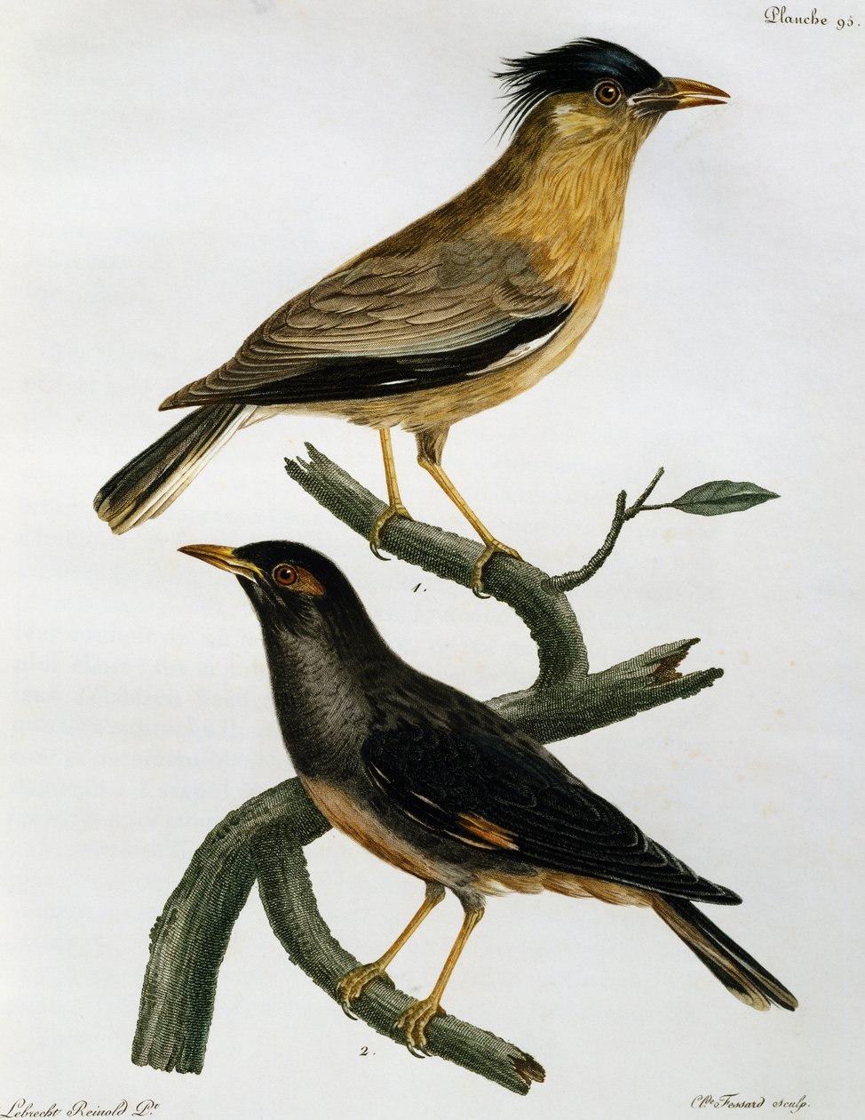 Brahminstær (Sturnus pagodarum) og under Bank Myna (Acridotheres ginginianus), gravering fra Histoire Naturelle des Oiseaux d