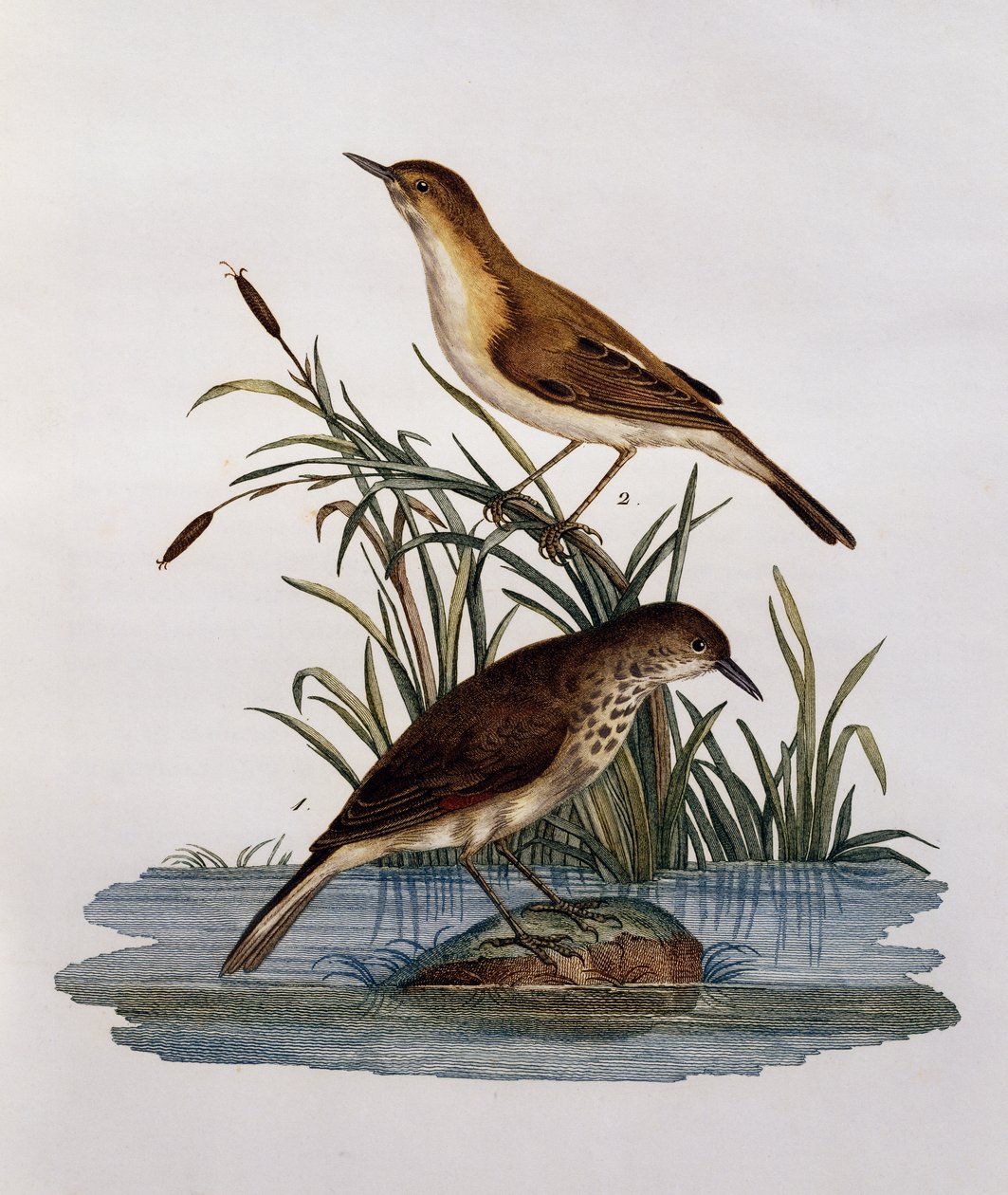 Cagueteuse og Lisabelle, gravering fra Natural History of the Birds of Africa av Francois Le Vaillant