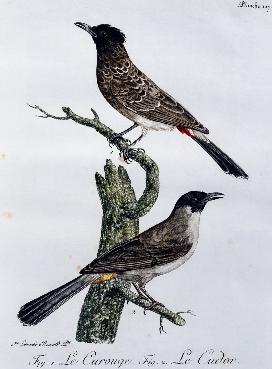Cape Bulbul (Pycnonotus capensis) og under Garden Bulbul (Pycnonotus barbatus), gravering fra Histoire Naturelle des Oiseaux d