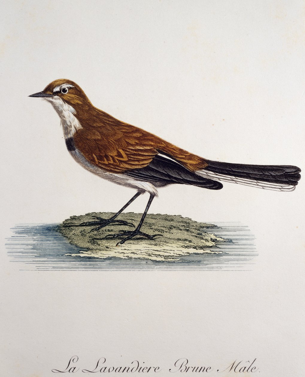 Cape Wagtail hann (Motacilla capensis), gravering fra Histoire Naturelle des Oiseaux d'Afrique av Francois Le Vaillant (1753-1824), Frankrike av Francois Le Vaillant
