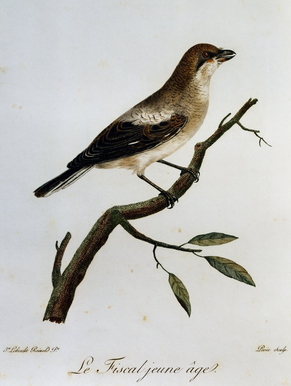 Common Fiscal (Lanius collaris), gravering fra Natural History of African Birds av Francois Le Vaillant