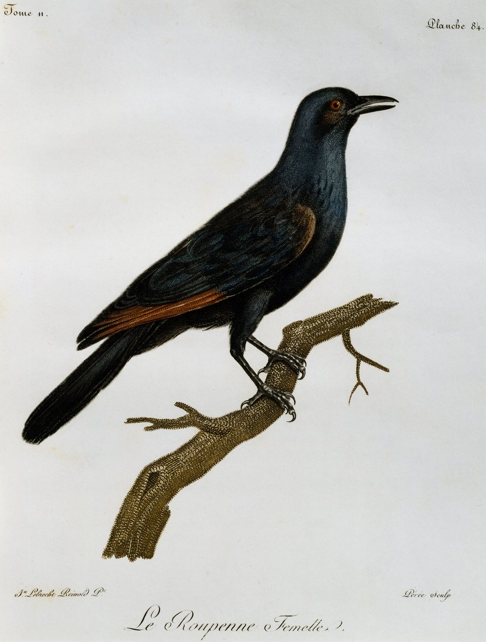 Kvinne rødvingestær (Onychognathus morio), gravering fra Histoire Naturelle des Oiseaux d