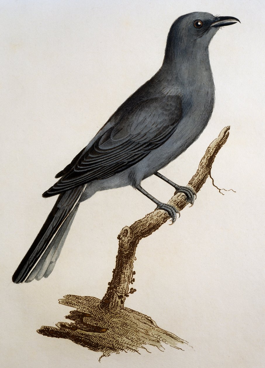 Grey Cuckooshrike (Coracina caesia), gravering fra Histoire Naturelle des Oiseaux d'Afrique av Francois Le Vaillant (1753-1824), Frankrike av Francois Le Vaillant