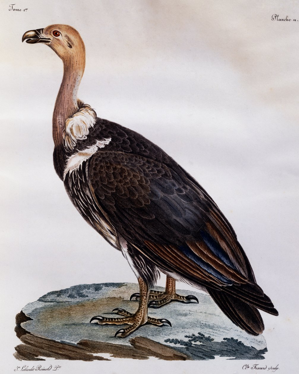 Moden Cape Griffon (Gyps coprotheres), gravering fra Natural History of African Birds av Francois Le Vaillant