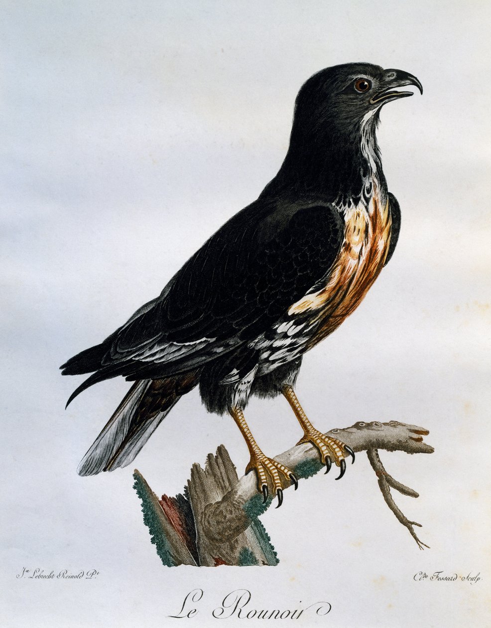 Sjakalbuzzard (Buteo rufofuscus), gravering fra Natural History of African Birds av Francois Le Vaillant