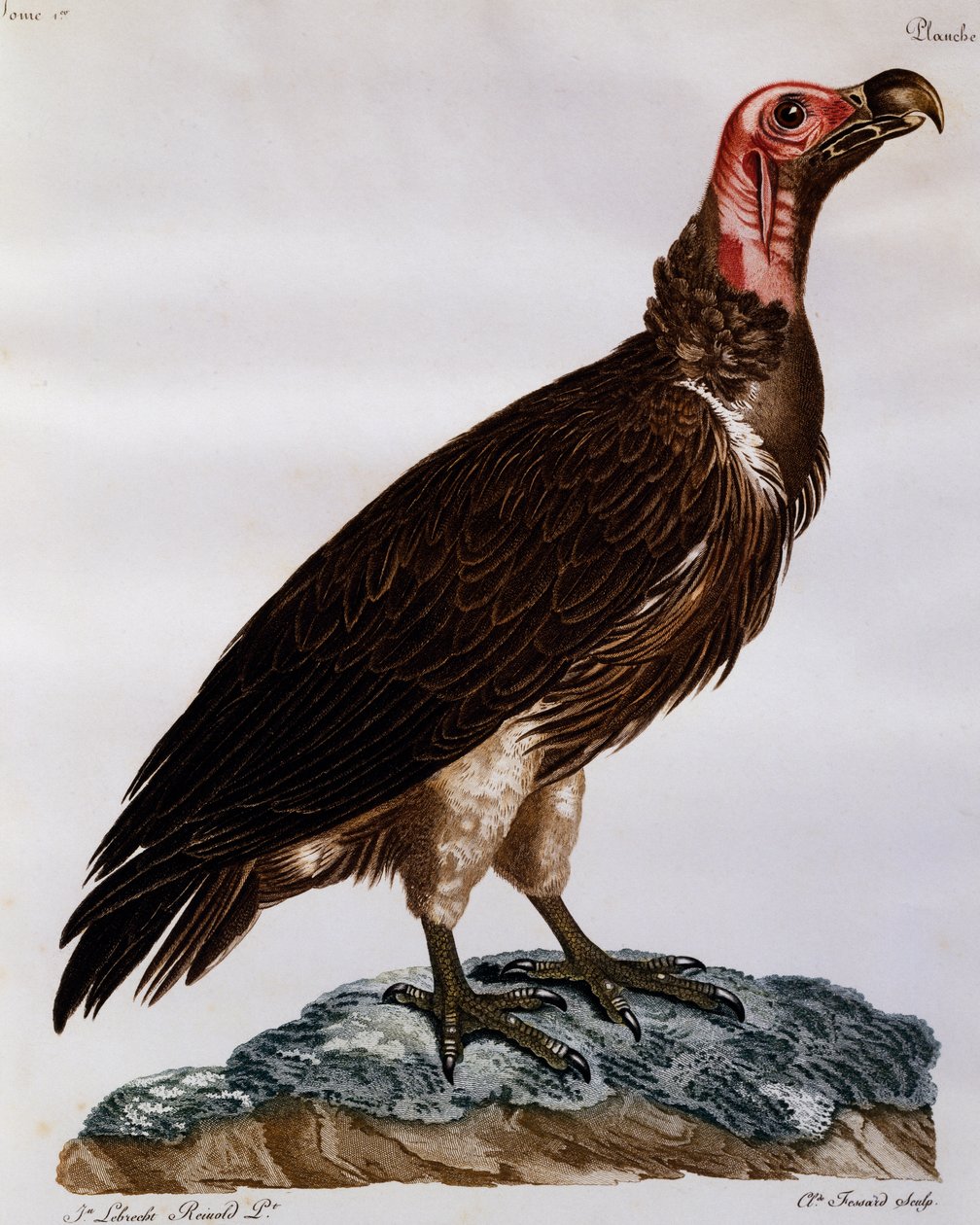 Grib med lappansikt (Torgos tracheliotos), gravering fra Natural History of the Birds of Africa av Francois Le Vaillant
