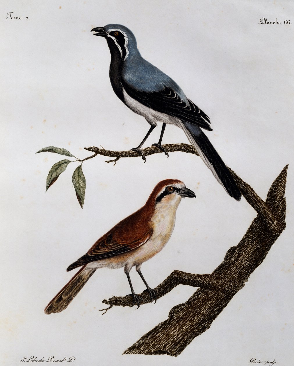 Le Pendeur og Rousseau, gravering fra Natural History of the Birds of Africa av Francois Le Vaillant