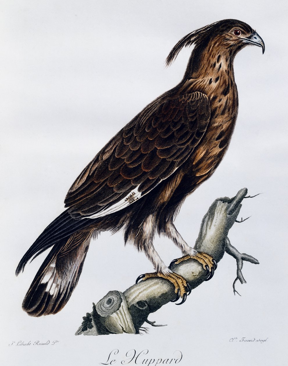 Langkamørn (Lophaetus occipitalis), gravering fra Natural History of the Birds of Africa av Francois Le Vaillant