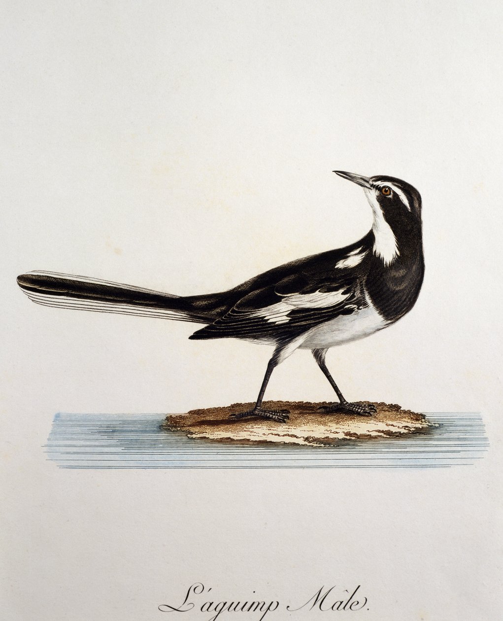 Hann afrikansk pied vipstjert (Motacilla aguimp), gravering fra Histoire Naturelle des Oiseaux d