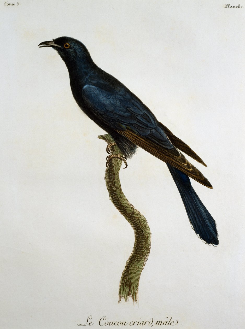 Hanngjøk (Cuculus clamosus), gravering fra Histoire Naturelle des Oiseaux d