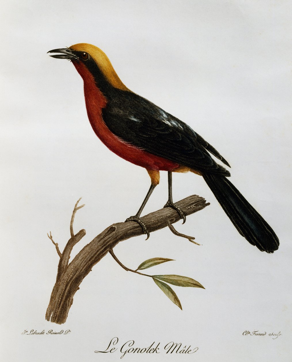 Hannlig Gonolek (Laniarius barbarus), gravering fra Natural History of African Birds av Francois Le Vaillant