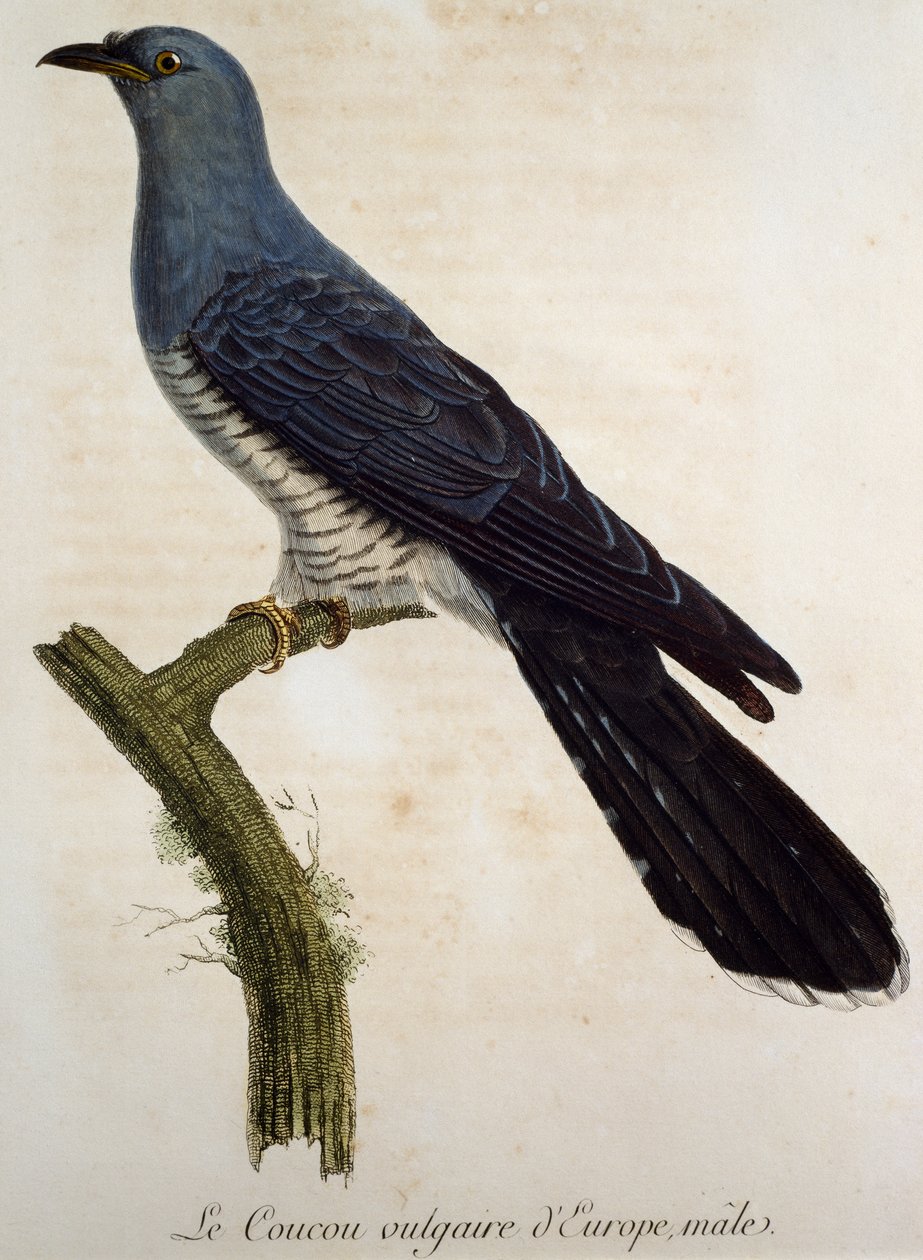 Eurasisk hanngjøk (Cuculus canorus), gravering fra Histoire Naturelle des Oiseaux d