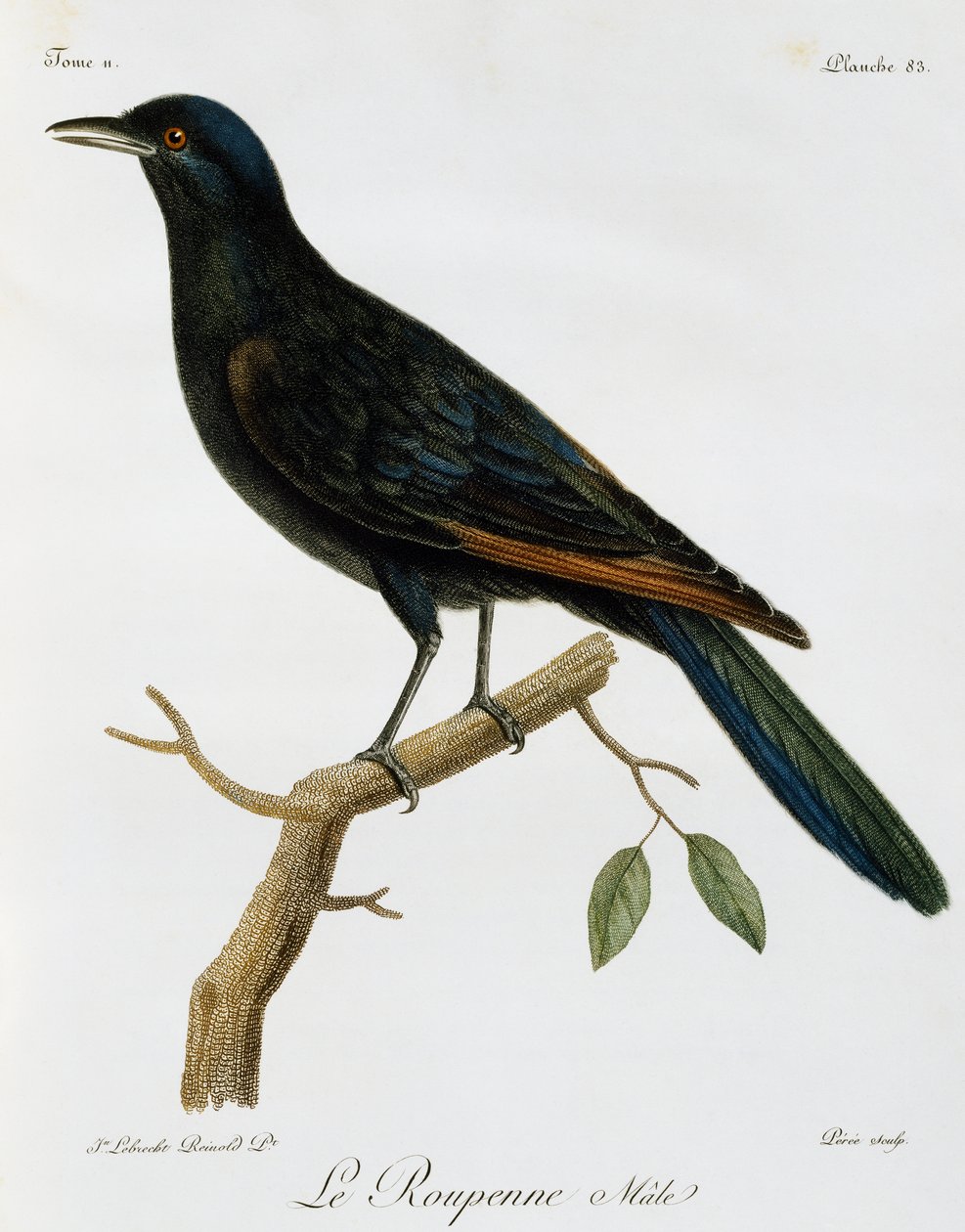 Hann rødvingestær (Onychognathus morio), gravering fra Histoire Naturelle des Oiseaux d'Afrique av Francois Le Vaillant