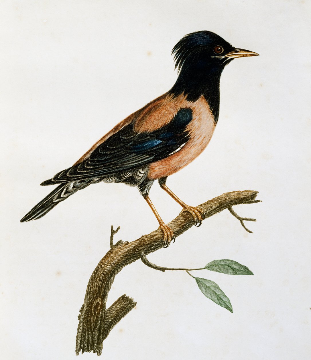 Hann rosenstær (Sturnus roseus), gravering fra Histoire Naturelle des Oiseaux d