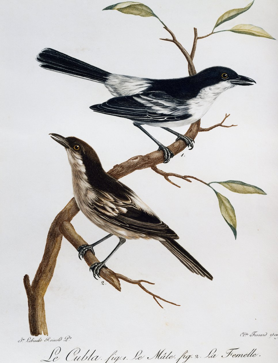 Hann og hunn av svartrygg (Dryoscopus cubla), gravering fra Histoire Naturelle des Oiseaux d'Afrique av Francois Le Vaillant