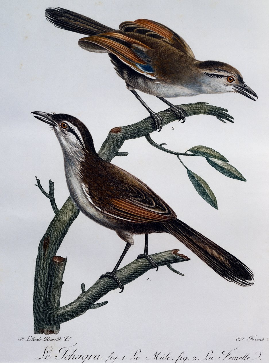 Hann og hunn av svartkronet Tchagra (Tchagra senegalus), gravering fra Histoire Naturelle des Oiseaux d'Afrique av Francois Le Vaillant