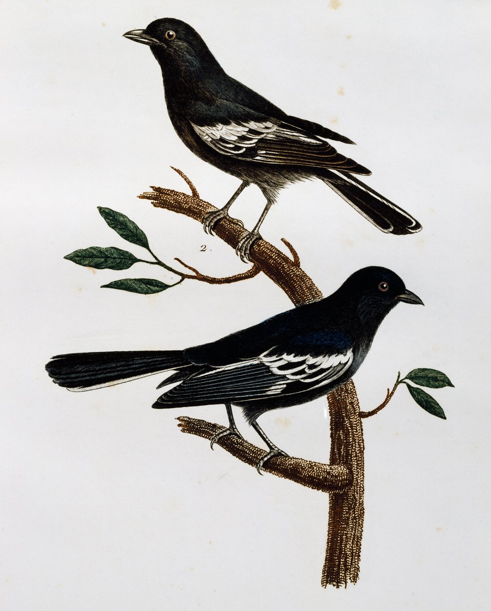 Hann og hunn av svartmeis (Parus niger), gravering fra Histoire Naturelle des Oiseaux d'Afrique av Francois Le Vaillant